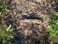 Ozark Trail Titanium-Coated Knife -Cozy Camp Shop 100 0531