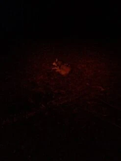 NiteRider Adventure 180 -Cozy Camp Shop IMG 1079