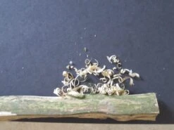 Leatherman Style CS -Cozy Camp Shop IMG 3019