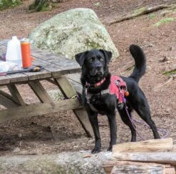 Grayl Ultralight -Cozy Camp Shop edgar grayl